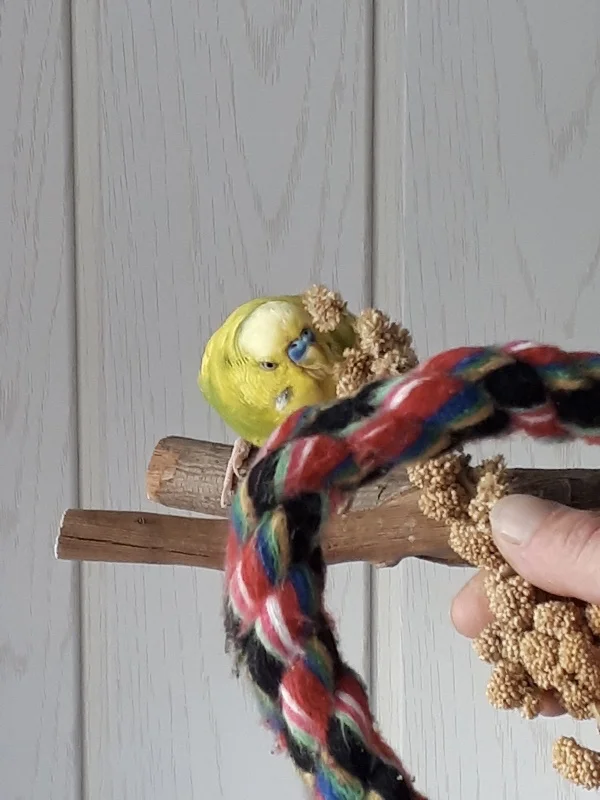 Wellensittich-Bild: Los, her mit der Hirse. Ich will sie, jetzt!

Dass das nicht schneller geht.