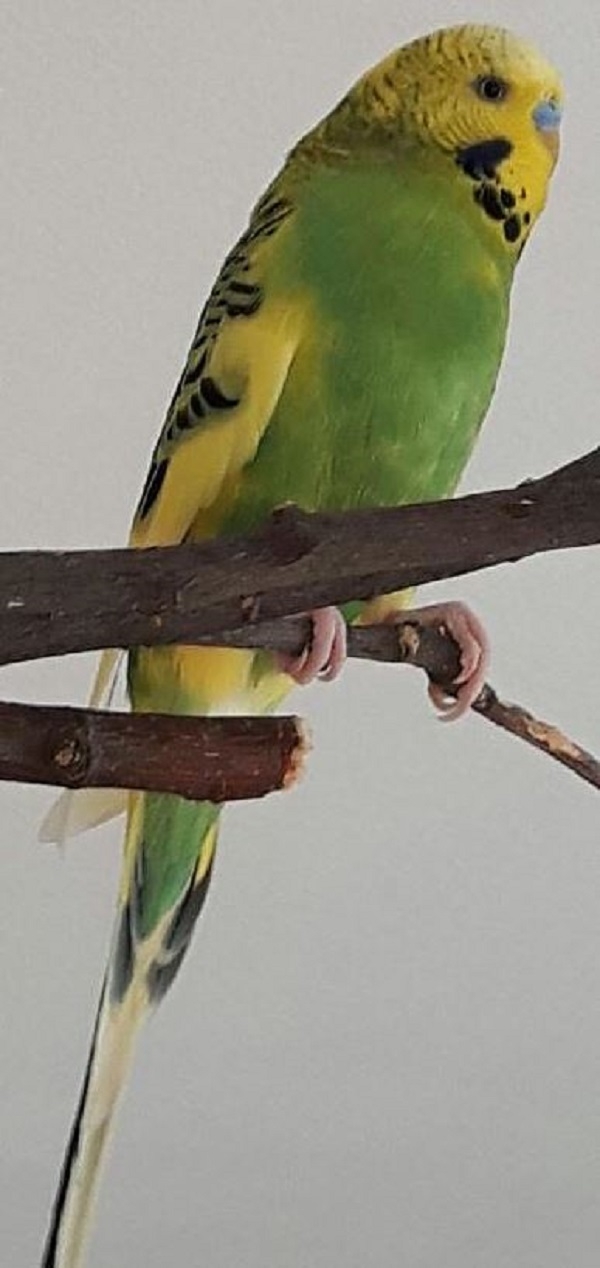 PHPSESSID