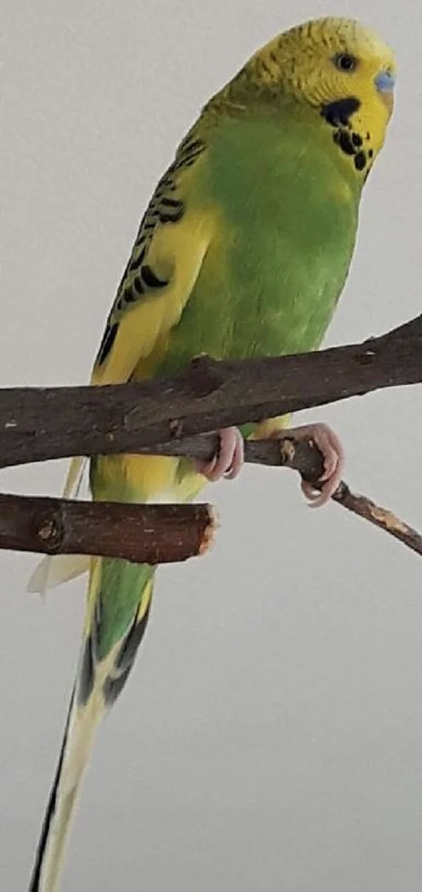 Wellensittich-Bild: Ich bin Kiri und auf diesem Bild war ich noch sehr jung.