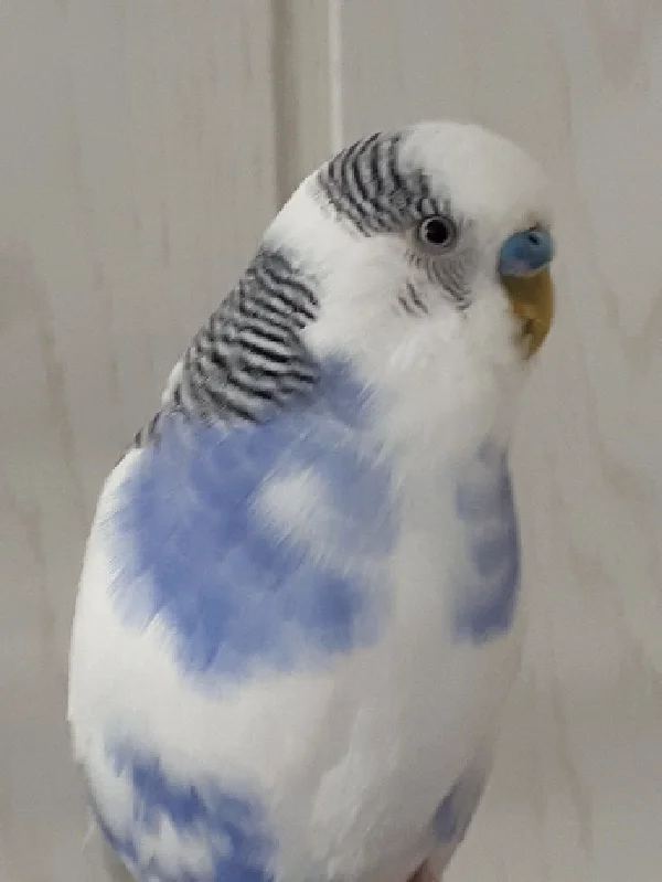 Wellensittich-Bild: Wieso fotografiert man mich jetzt? Hatte doch gerade etwas anderes zu tun. 