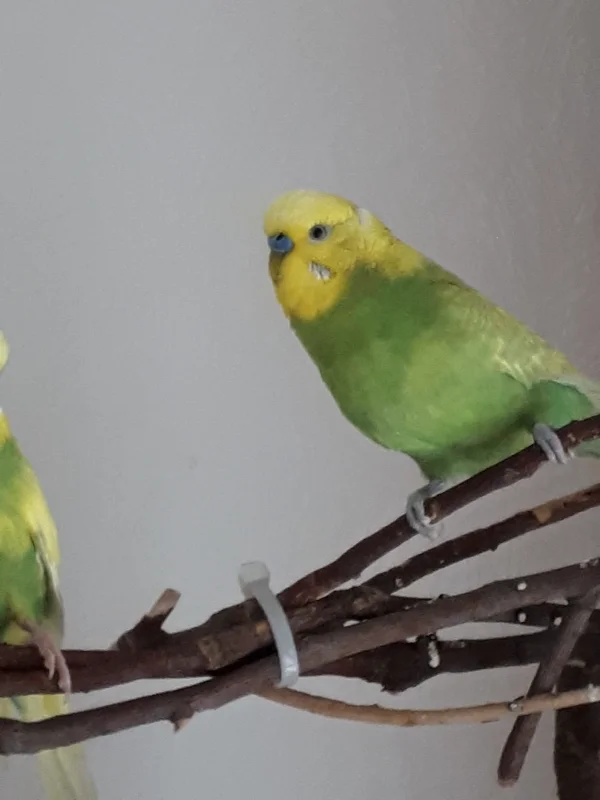 Wellensittich-Bild: Maximilian liebt Harmonie