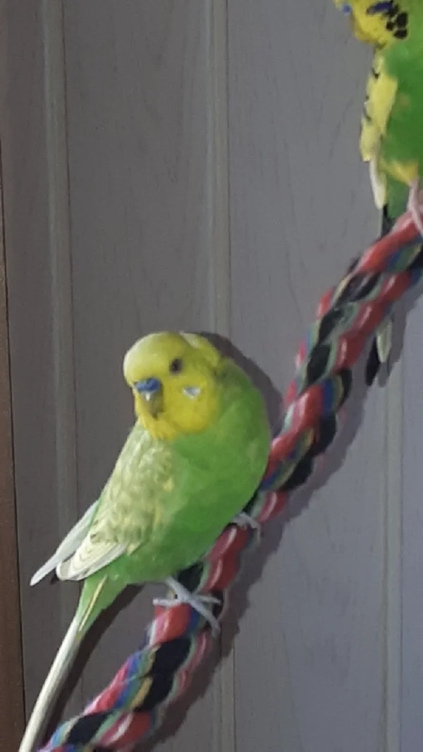 Wellensittich-Bild: Maxi, wir werden Dich nie vergessen und Du wirst immer in unserem Herzen Deinen Platz haben. Vielleicht sehen wir uns eines Tages wieder.

