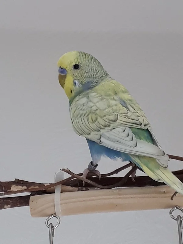 Wellensittich-Bild: Meine Felo hat gesagt, dass ich ein kleines Knopfauge bin und sehr, sehr neugierig. Ist bestimmt ein Kompliment. Meine Rückenfarbe gefällt ihr gut, naja, ich bin doch auch hübsch und lieb, oder??