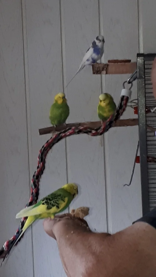 Wellensittich-Bild: Was soll das? Wieso frisst Kiri alleine. Wir sollten mal runter fliegen und genauer nachschauen. 