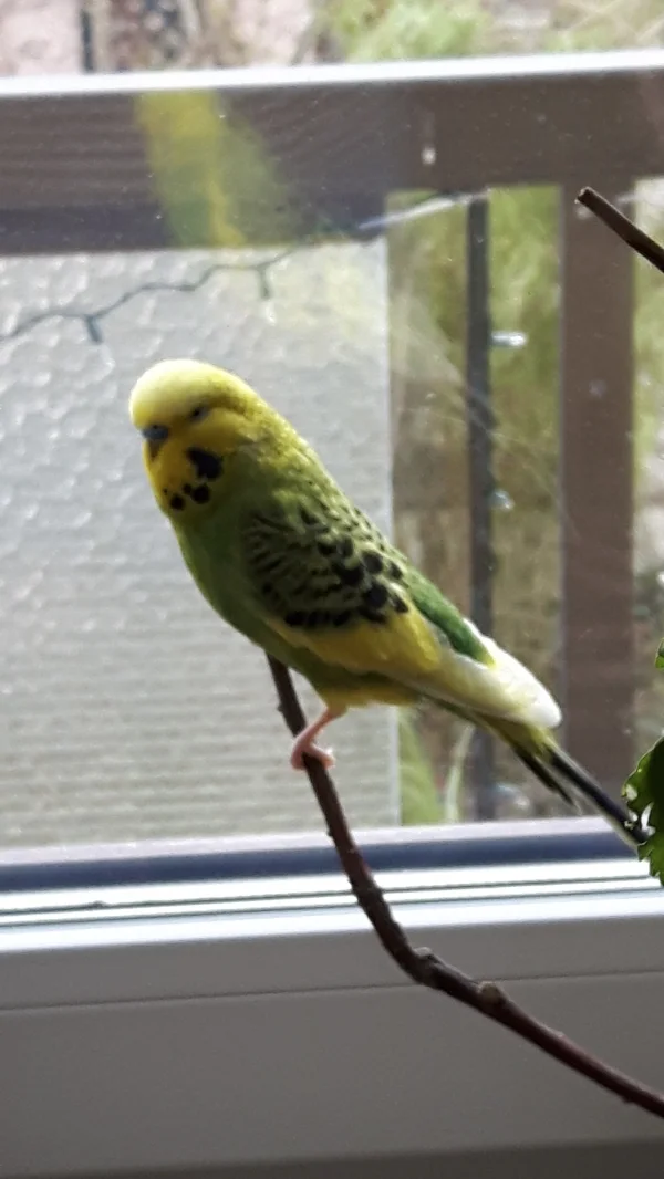 Wellensittich-Bild: Kiri ziert sich immer wie ein Mädchen
