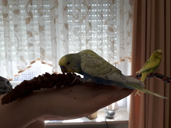 Wellensittich-Bild: Ich habe gar keine Angst vor der Hand, vor allem wenn man darauf so gut Hirse essen kann.