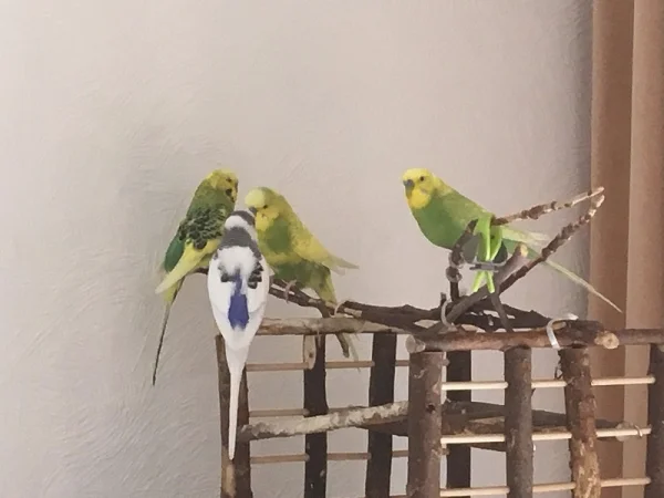 Wellensittich-Bild: Das ist unser Lieblingsspielplatz neben der Couch. Jedesmal wenn wir starten, hat Frauchen Körner, Federchen und Hirse im Haar. Hihihi!