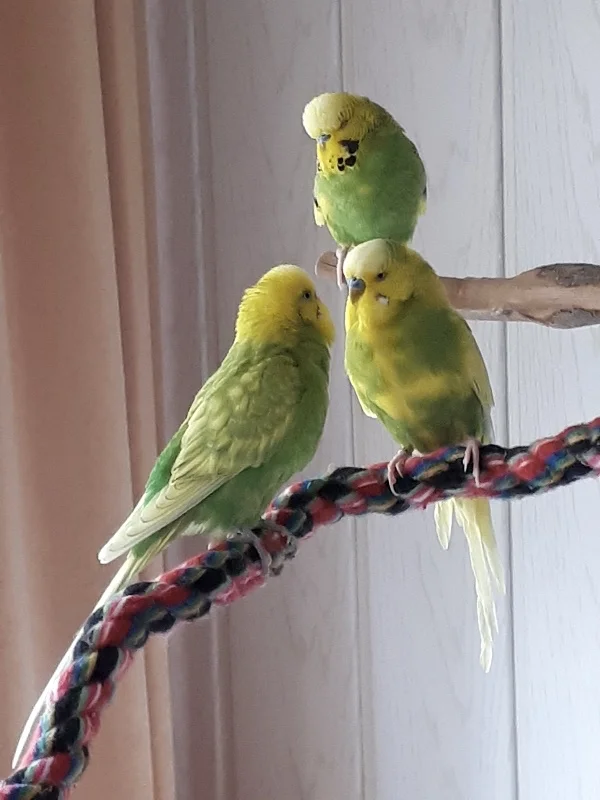 Wellensittich-Bild: Maxi quatscht Jimmy zu. Anscheinend ist es so langweilig, dass Kiri gleich eingeschlafen ist, aber Jimmy lässt sich nichts anmerken und hört höflich zu. :-)