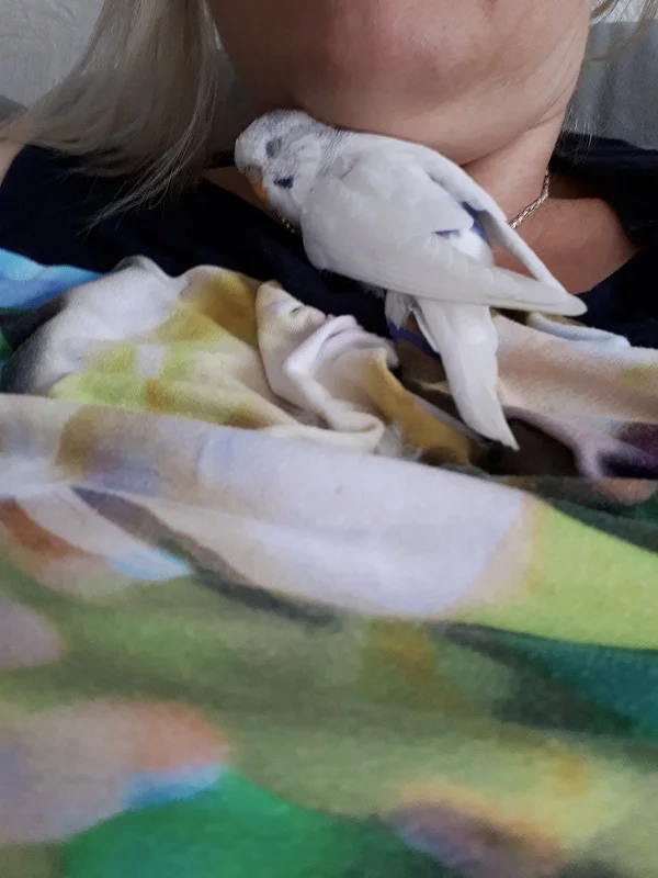 Wellensittich-Bild: Tobi ist so müde und jetzt eingeschlafen. Mein Lieblingsbild von ihm. 

@der Kleine ist nicht betäubt oder krank, er macht das ganz freiwillig. :-)