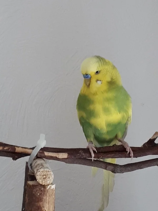 Wellensittich-Bild: Jimmy lebt sich gerade ein