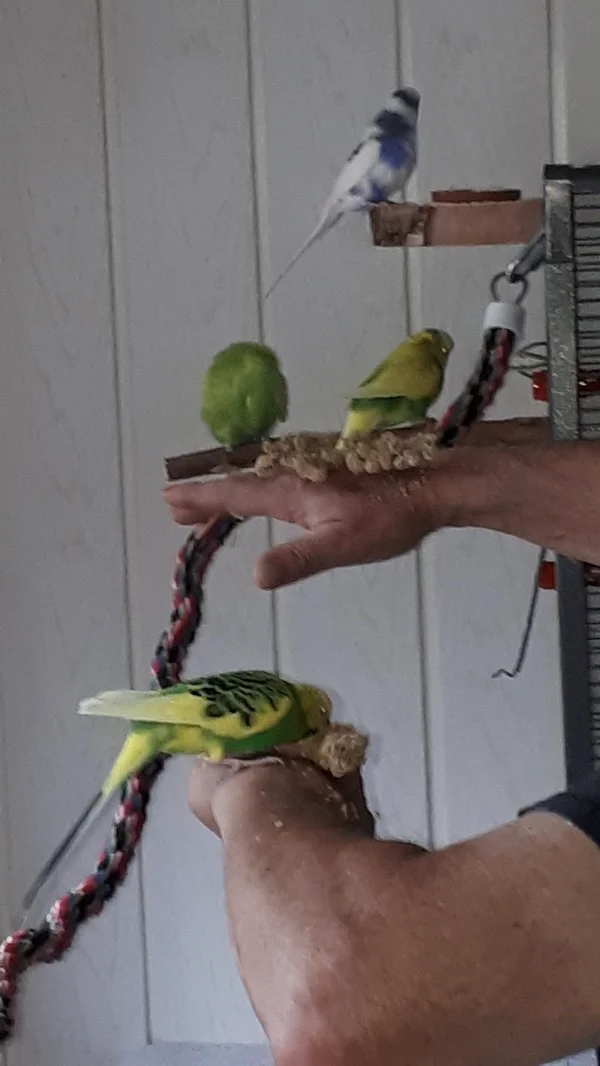 Wellensittich-Bild: Herrchen hat ja zum Glück zwei Hände. Das könnte so für 4 Vögel ausreichen, wenn man sich nicht immer streiten würde, wer wo sitzt.