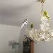 Die Wellis auf der Lampe