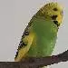 Kiri