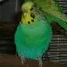 Lurchi