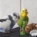 Paul und Maxi beim Hirseessen
