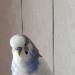 Paul, der Freche