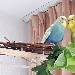 Jimmy mit seinem Baby Josef