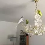Die Wellis auf der Lampe