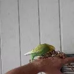 Maxi traut sich auf die Hand
