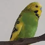 Ich bin Kiri