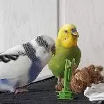 Paul und Maxi beim Hirseessen