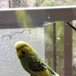 Kiri, der Chefvogel