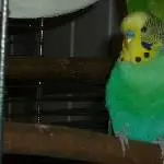 Lurchi, der Fürsorgliche