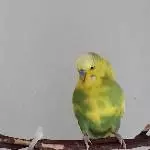 Jimmy der Neue