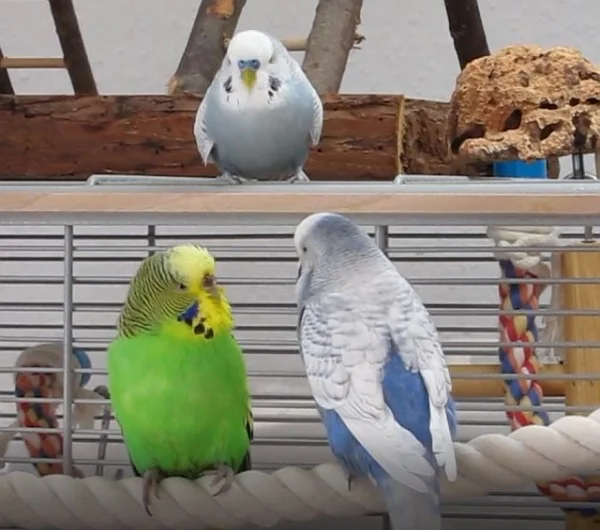 Wellensittich-Bild: Quentins große Liebe die Maxi