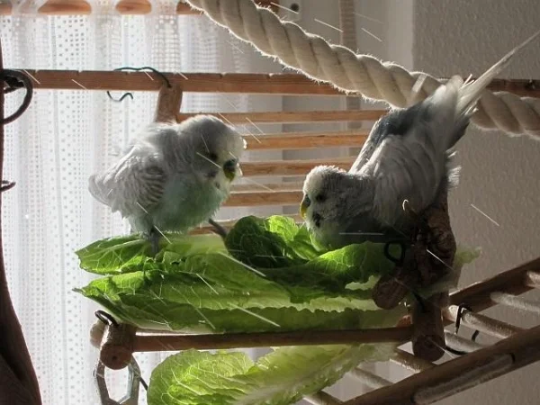 Wellensittich-Bild: Quentin + Krümel im Salat