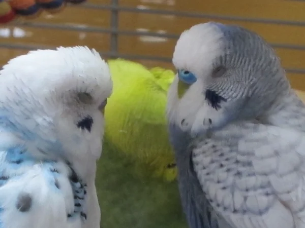 Wellensittich-Bild: Glückliche Wellis beim Nachmittagsschläferchen.