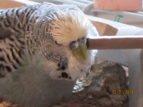 Wellensittich-Bild: Coco auf dem Flusplatz