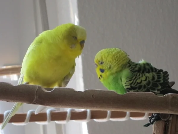 Wellensittich-Bild: Große Liebe über 4 Jahre