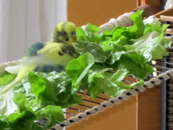 Wellensittich-Bild: Das 1. Bad bei uns! Der kleine Smartie !