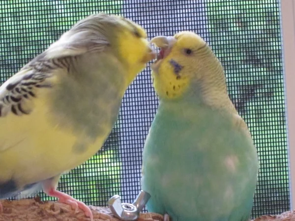 Wellensittich-Bild: Die Safira bekommt Leckerlis von ihrem Lover dem Smartie!