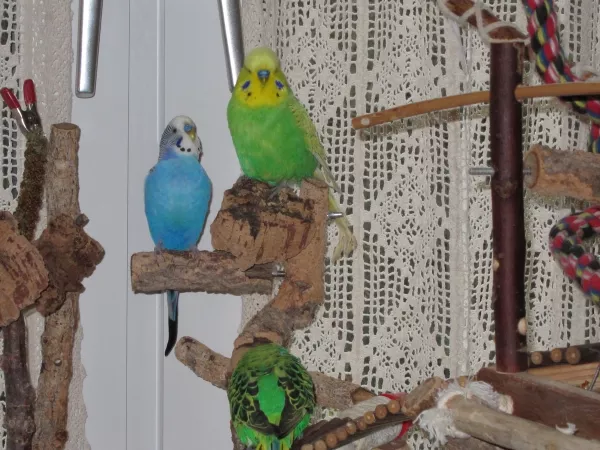 Wellensittich-Bild: Felix unser blaues Wunder