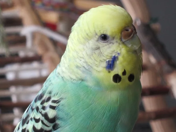 Wellensittich-Bild: Fundvogel Kiwi