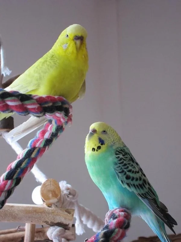 Wellensittich-Bild: Kiwi ist mit Pommi verlobt, nach getaner Arbeit etwas schläfrig