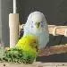 Kruemel
