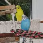 Felix der Freundliche