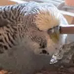 Cocos Stacheln