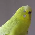 Pommi ist der Liebling der Mädels