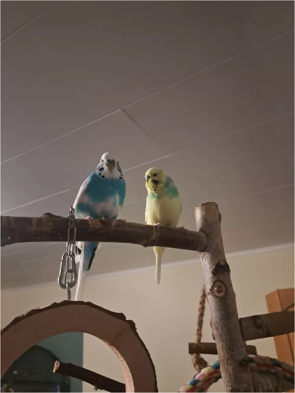 Wellensittich-Bild: Also ich kann machen was ich will, so richtig Interesse hat Timmi nicht ( Chico). Dabei möchte ich nur dazu gehören 