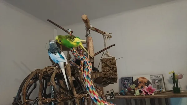 Wellensittich-Bild: Pauli und Timmi kommen sich näher