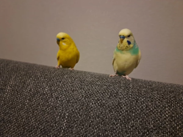 Wellensittich-Bild: Wir wollten mal schauen wie das so ist, wenn die Felo von ihrem gemütlichen Sitzding zu uns schaut