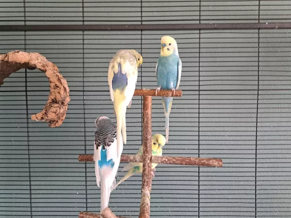Wellensittich-Bild: Hörbie bringt noch mehr Farbe in die Gruppe 