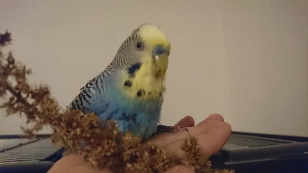 Wellensittich-Bild: bei Felo auf der Hand schmeckts einfach am besten 