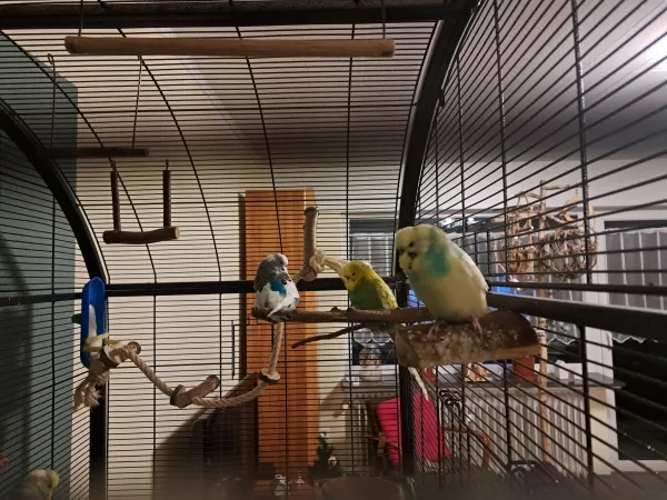 Wellensittich-Bild: hey Ich bin Chico, der Welli vorne rechts und ganz neu in Osthessen gelandet 