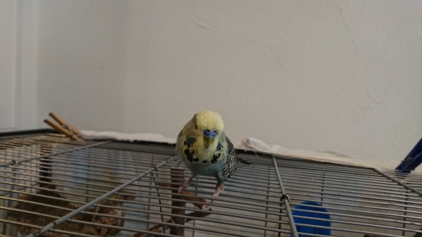 Ernie