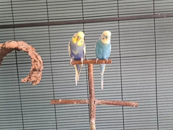 Wellensittich-Bild: Ich heiße Hörbie ( rechts) und bin nun der neue.